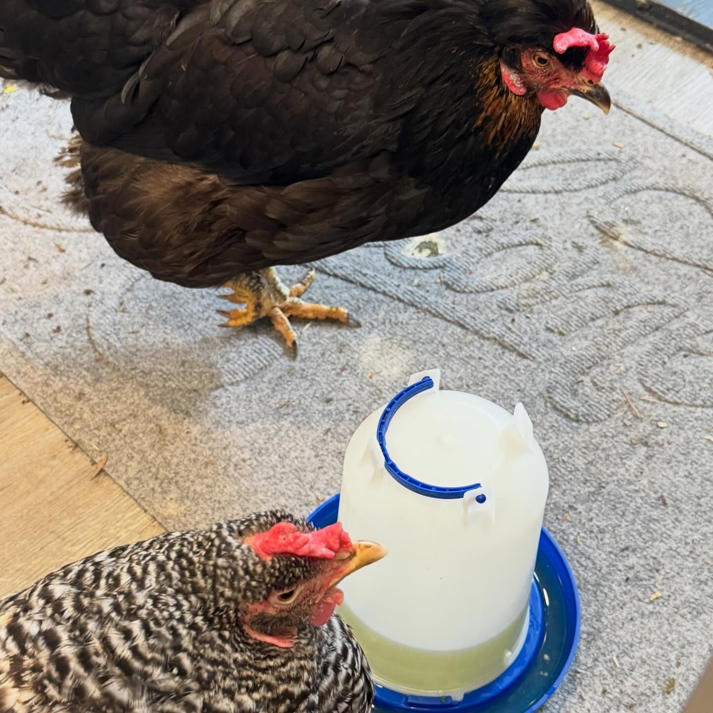 Two hens at the water fountain inside the coop