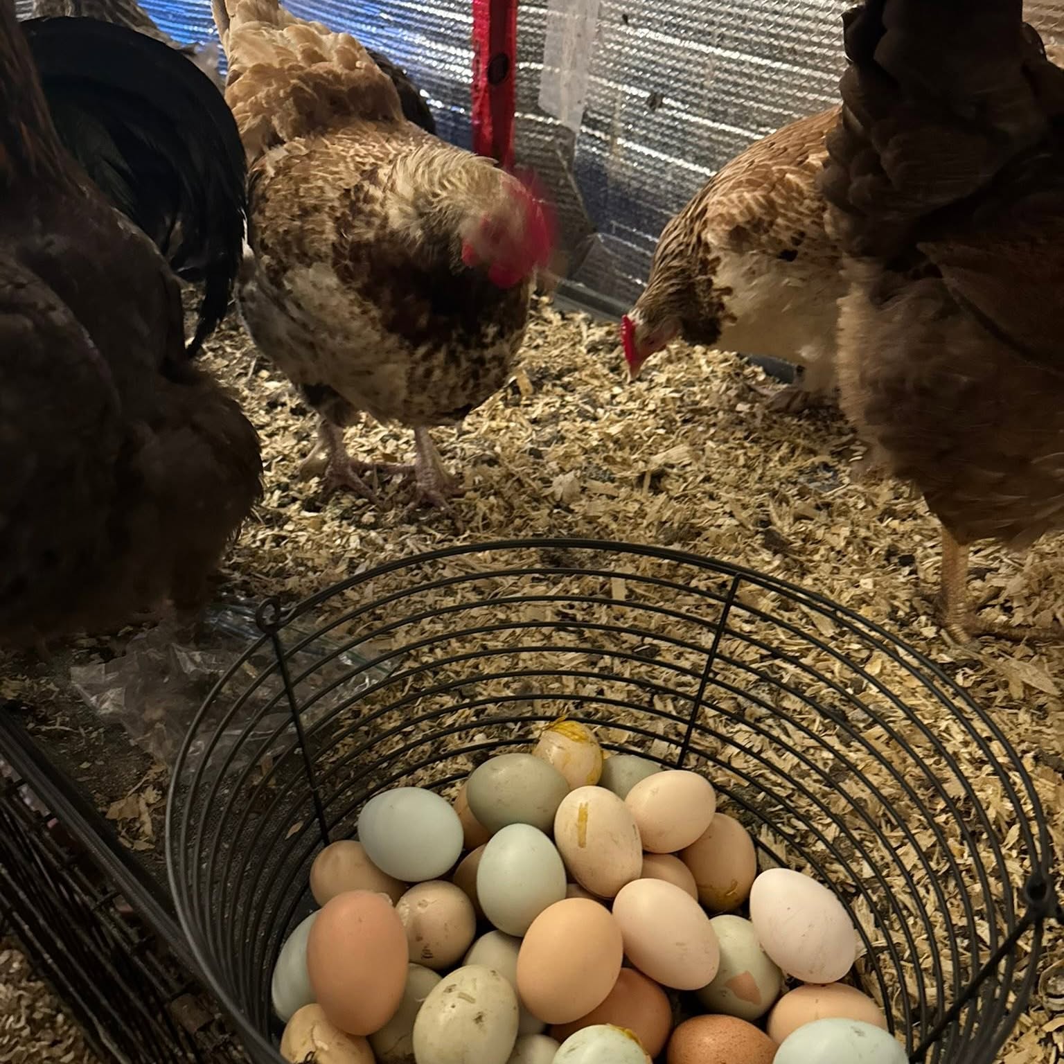 Hens in the coop beside a wire basket heaped with blue, green, and brown eggs