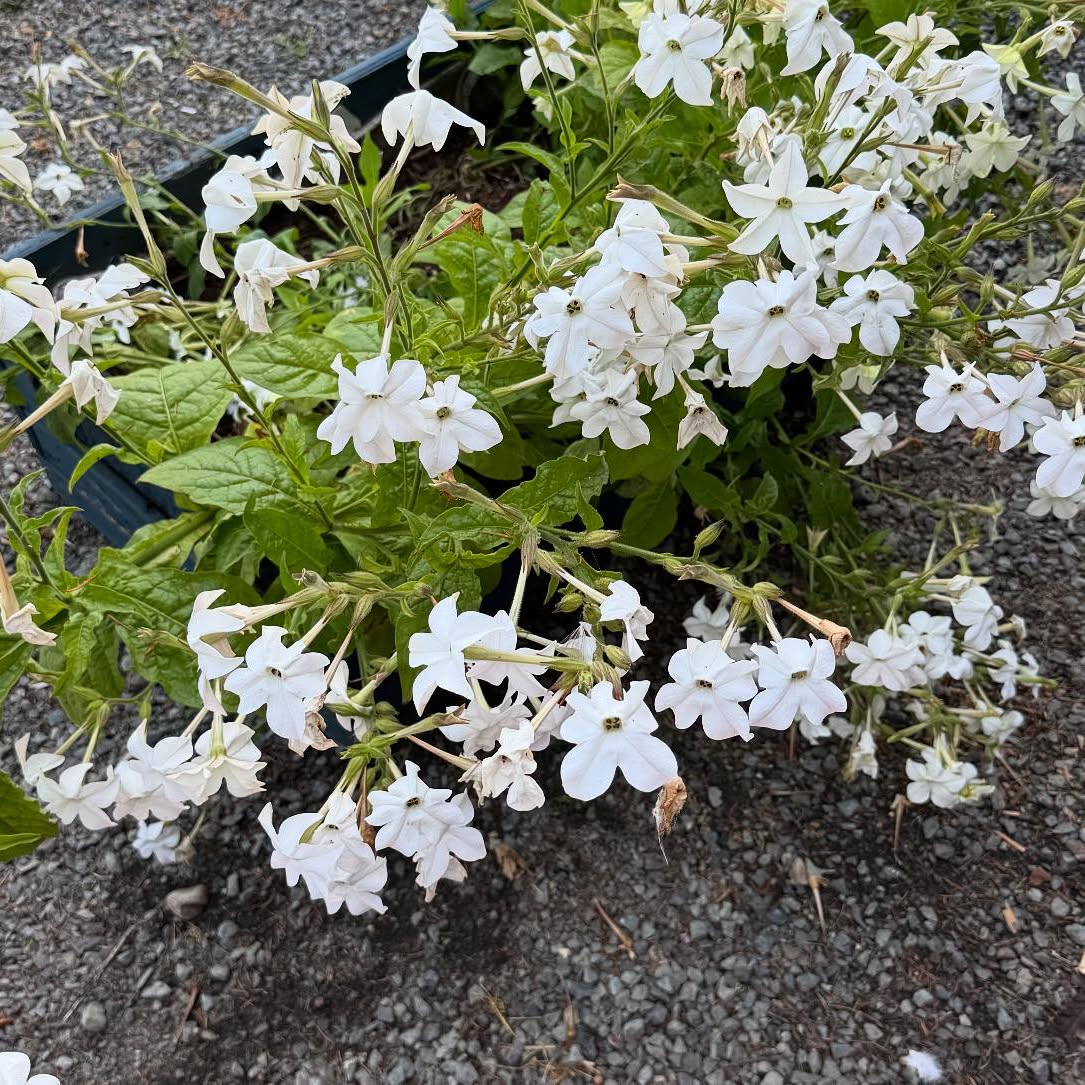 White nicotiana flowers in bloom in the farm's garden beds