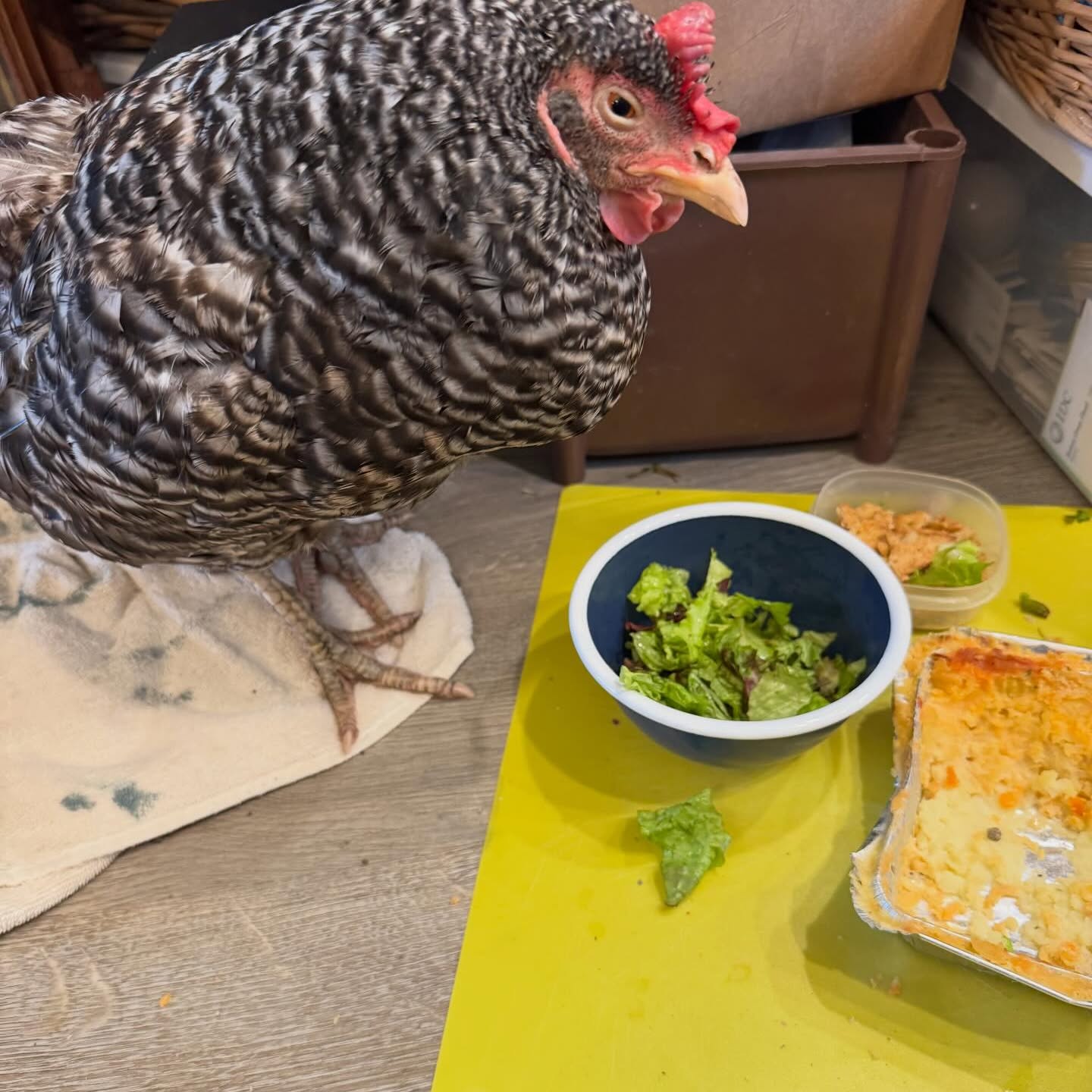 A barred rock hen supervising in the kitchen