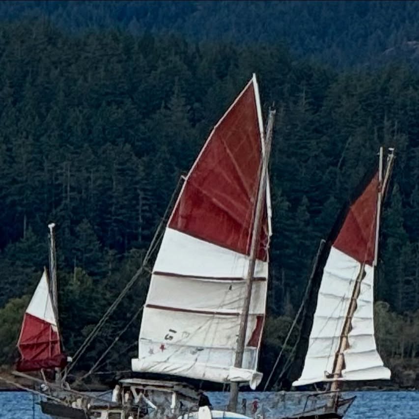 Junk-rigged sailboats with red and white sails crossing the Basin against a forested shore